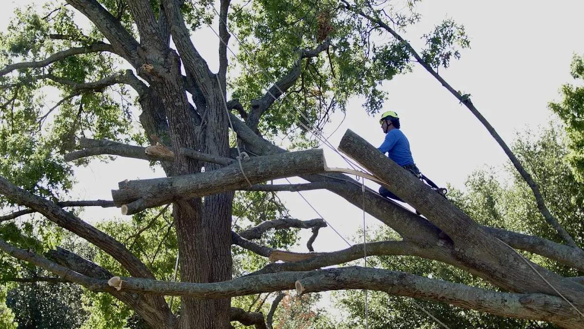 Professional Crown Thinning performed by certified arborists in Little Meadows