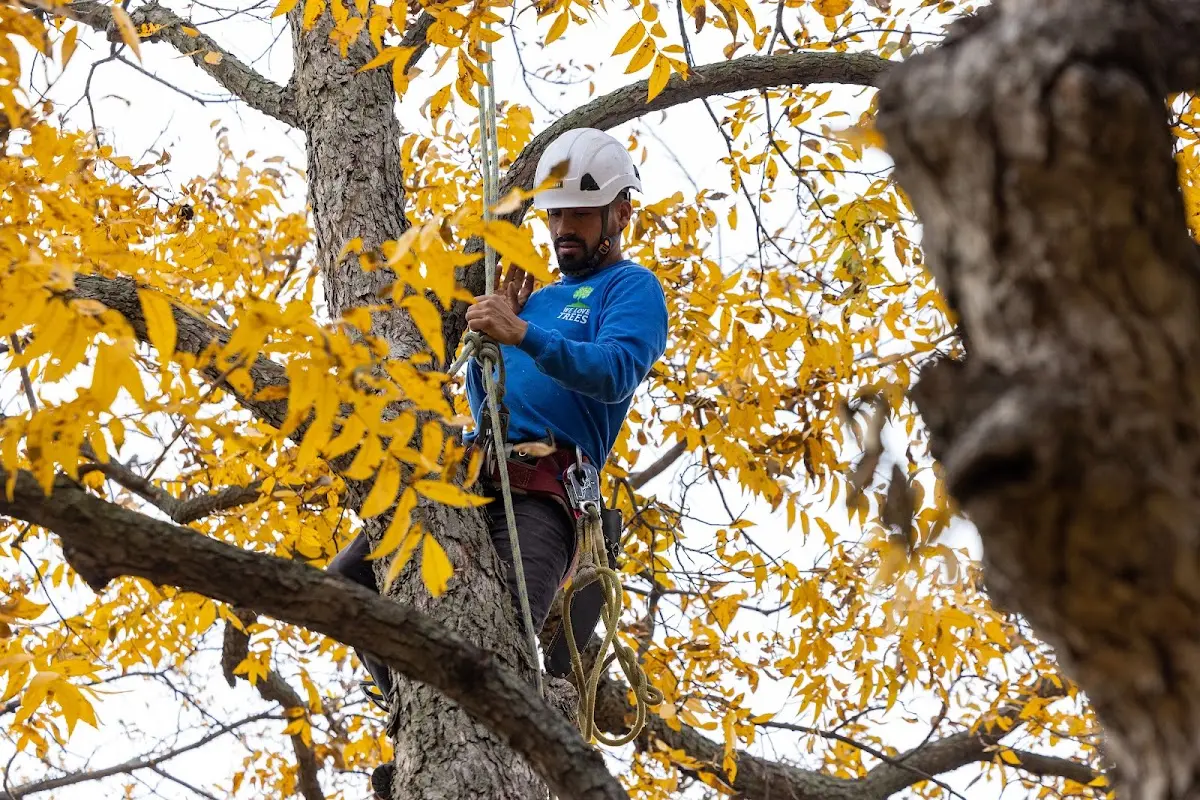 Skilled Tree Pruning crew working in Little Meadows