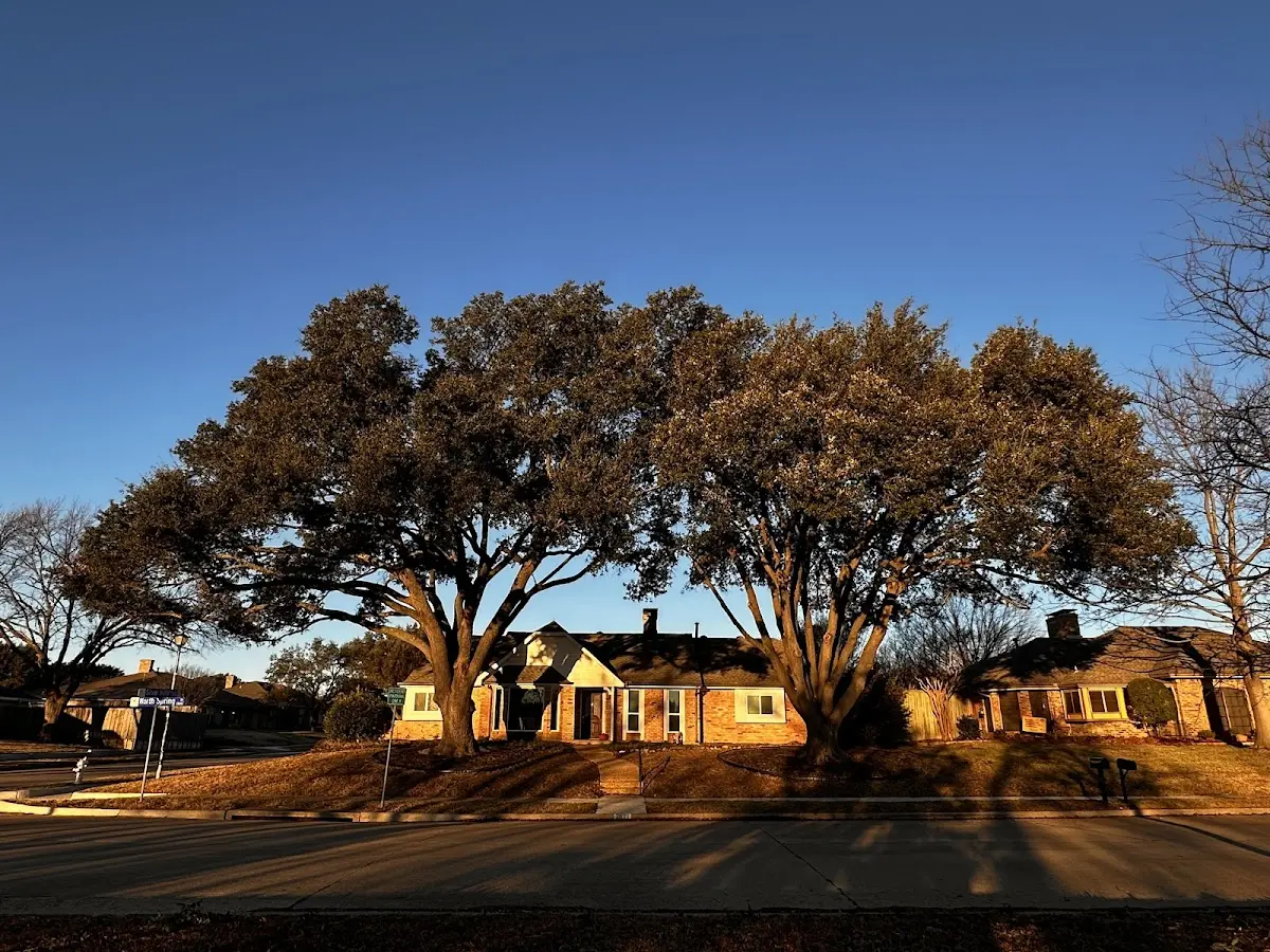 Established residential canopy tree shading a home in Little Meadows